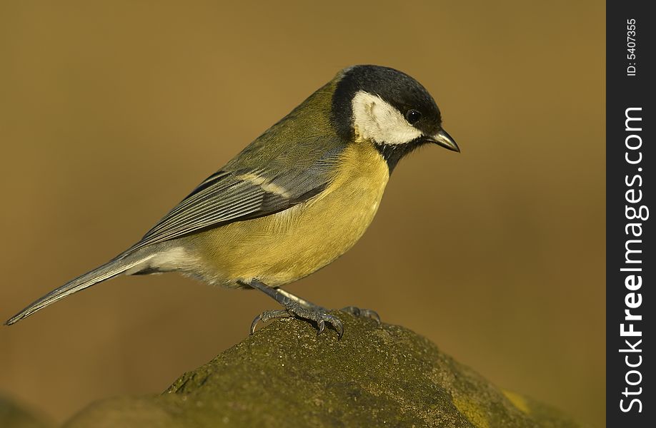 Small bird posing on rock. Small bird posing on rock