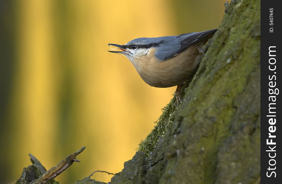 Small bird posing on stump. Small bird posing on stump