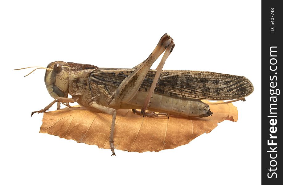 Isolated photo of migratory locust. Isolated photo of migratory locust
