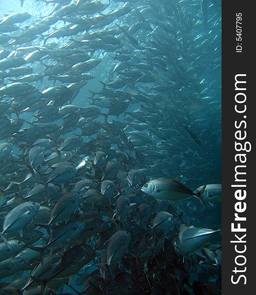 Group of fishes finding foods