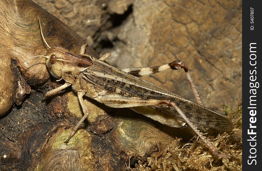 Macro photo of migratory locust. Macro photo of migratory locust