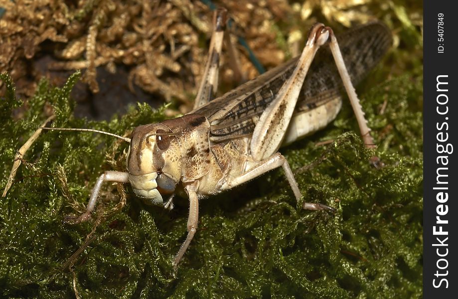 Migratory Locust - (Locusta Migratoria)