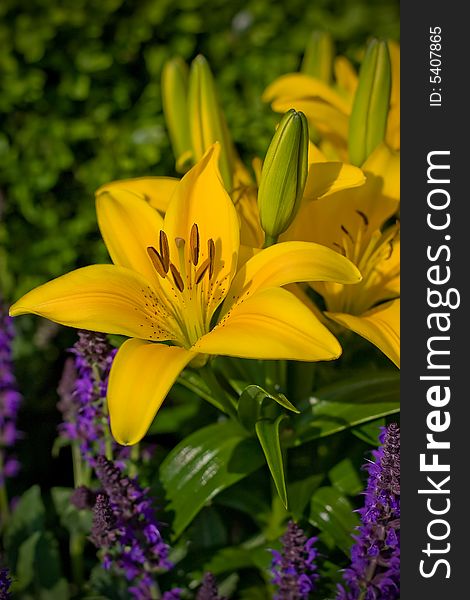 A yellow blooming flower with purple accents