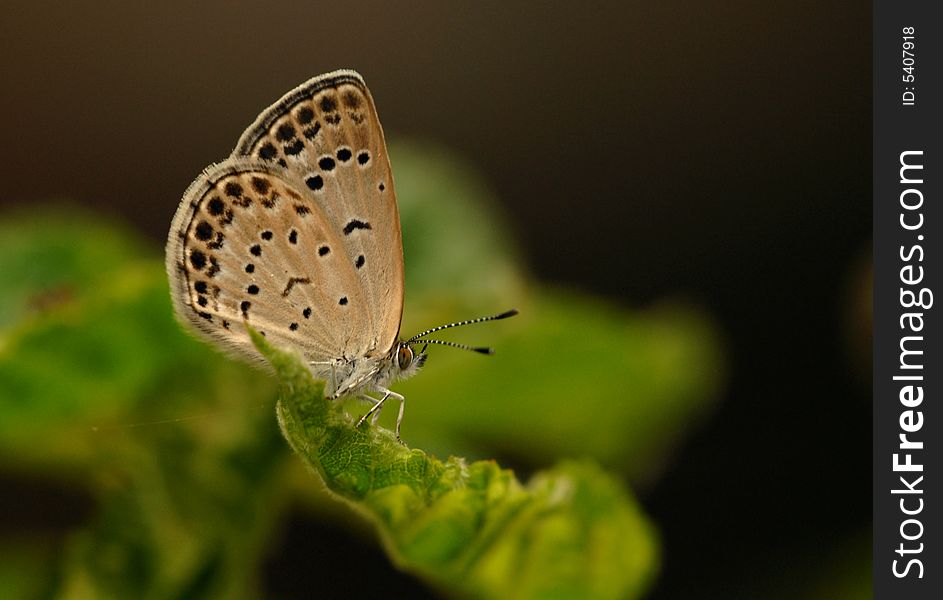 Butterfly  [Pseudozizeeria Maha (Kollar)]