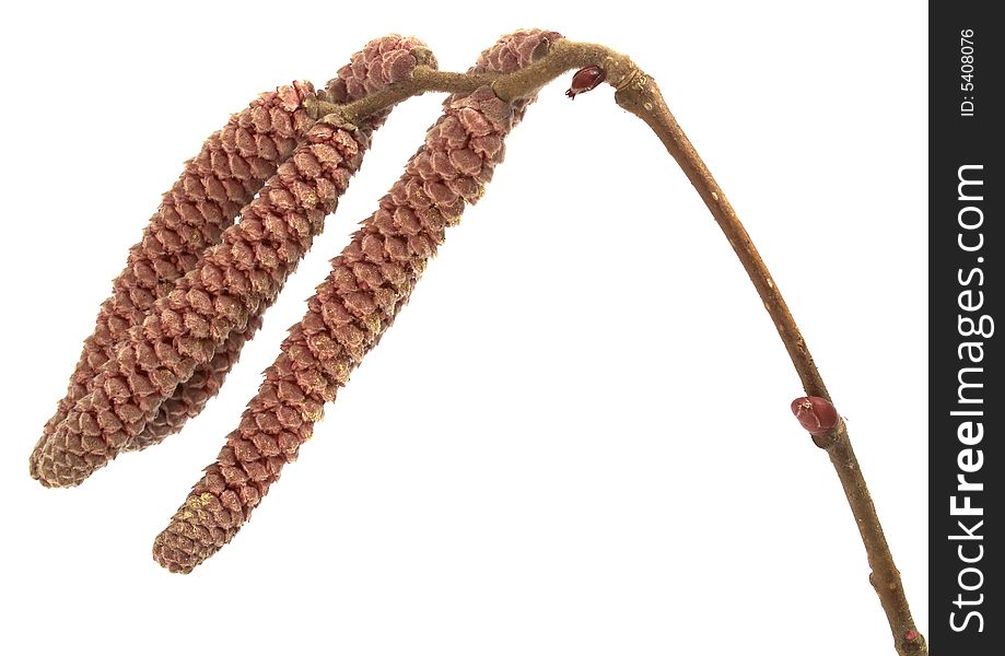 Isolated photo of truly catkins. Isolated photo of truly catkins