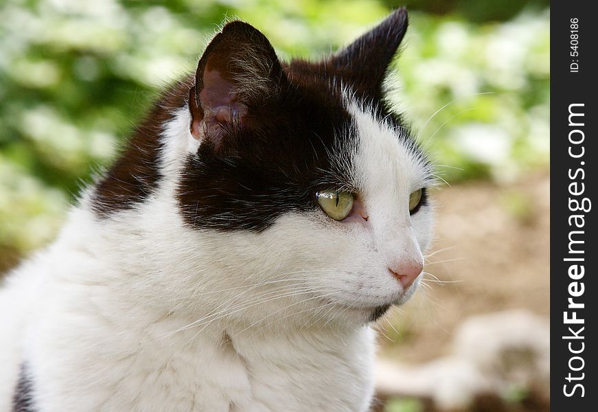 Portrait of european female cat. Portrait of european female cat