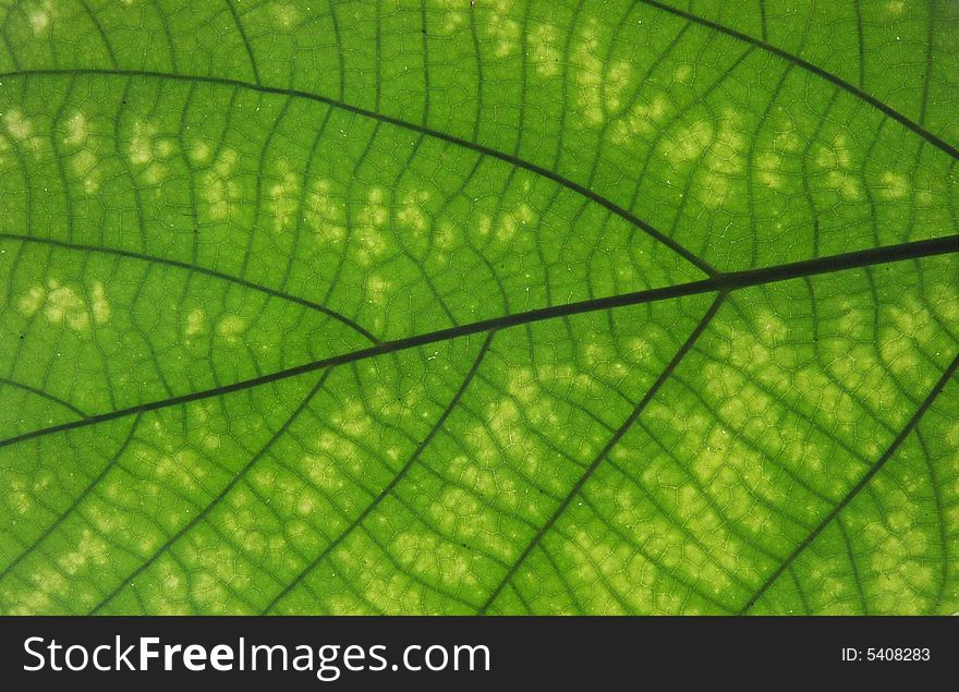 Structure of leaf, macro shot