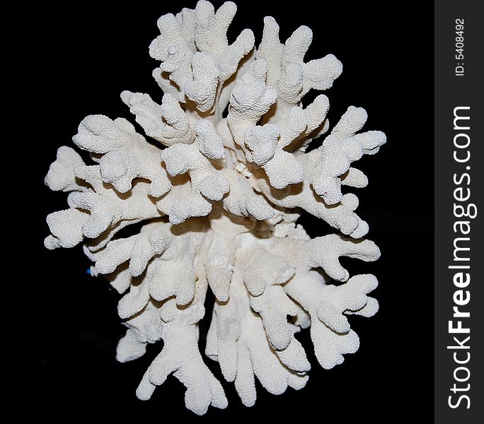 Pure White Coral Bloom From The Tropics
