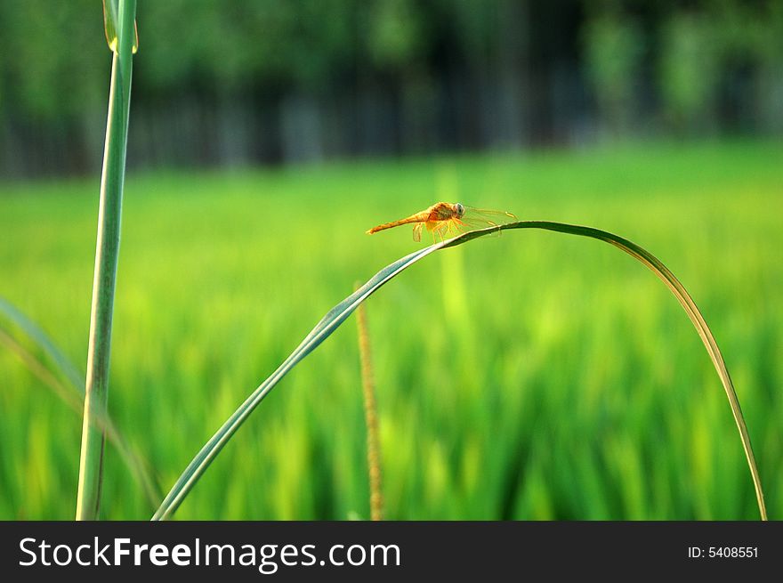 A dragonfly in the paddyfield