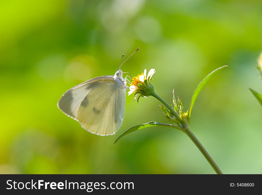 White Butterfly