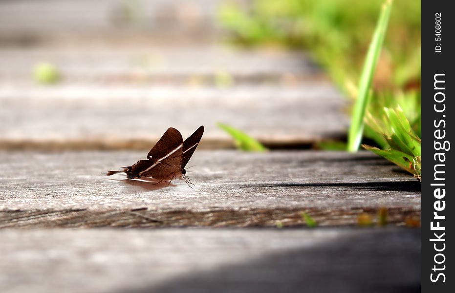 A butterfly is resting on the floor. A butterfly is resting on the floor