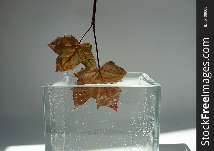 Maple leaves in water and reflection