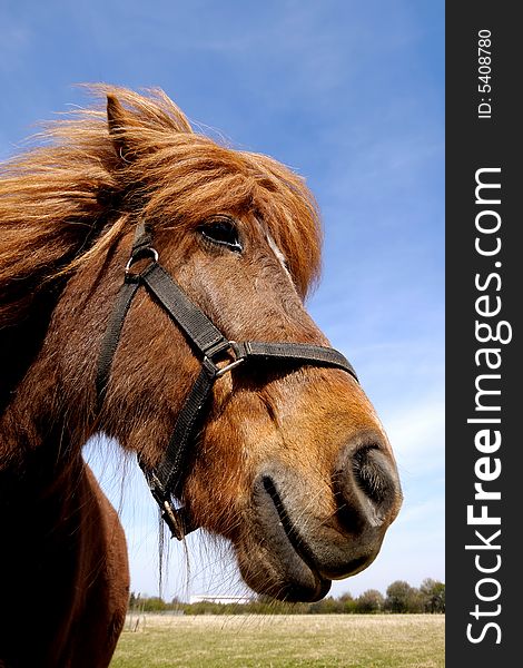 Wide angle shot of horse face. The horse is looking very curious. Wide angle shot of horse face. The horse is looking very curious.