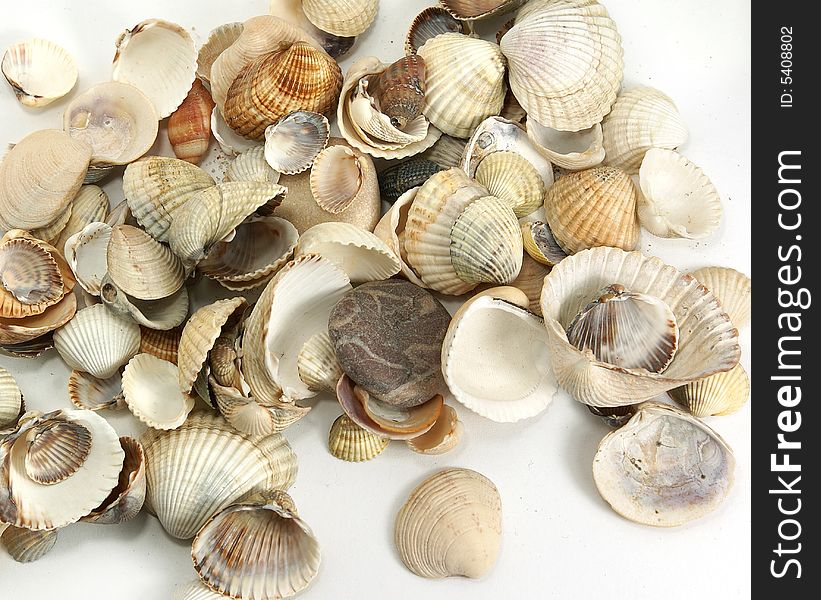 Isolate assorted sea shells against white