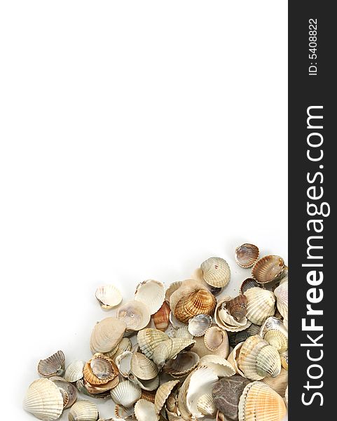Isolate assorted sea shells against white with copy-paste space