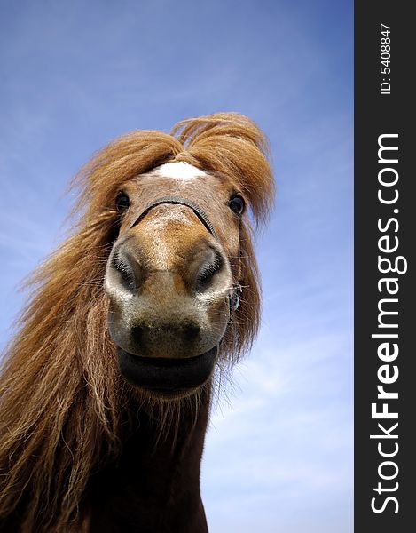 Wide angle shot of horse face. The horse is looking very curious at the camera. Wide angle shot of horse face. The horse is looking very curious at the camera.