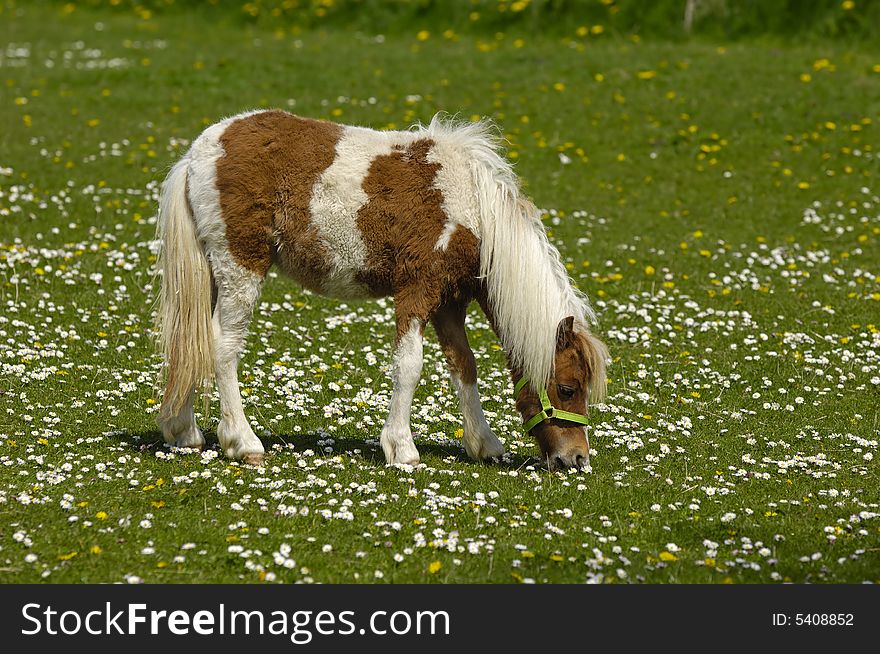 A sweet young horse is eating green grass. A sweet young horse is eating green grass