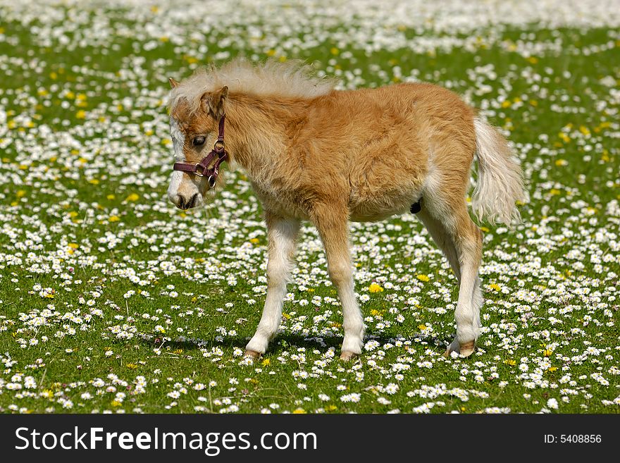 Young horse foal on flower field