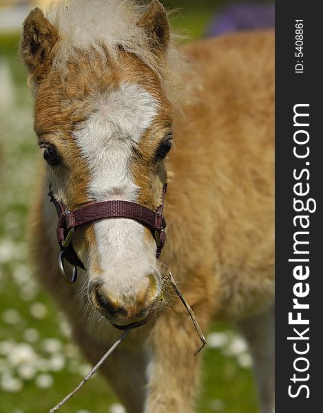 A sweet young horse foal on a green field.