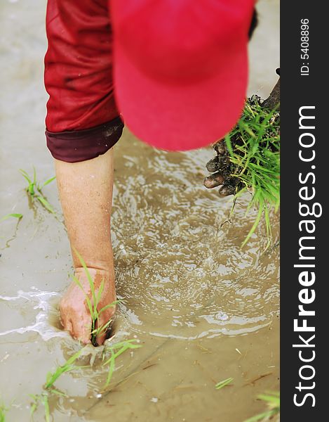 Transplant rice seedlings