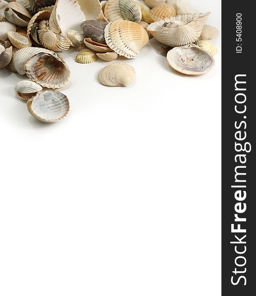 Isolate assorted sea shells against white. Isolate assorted sea shells against white