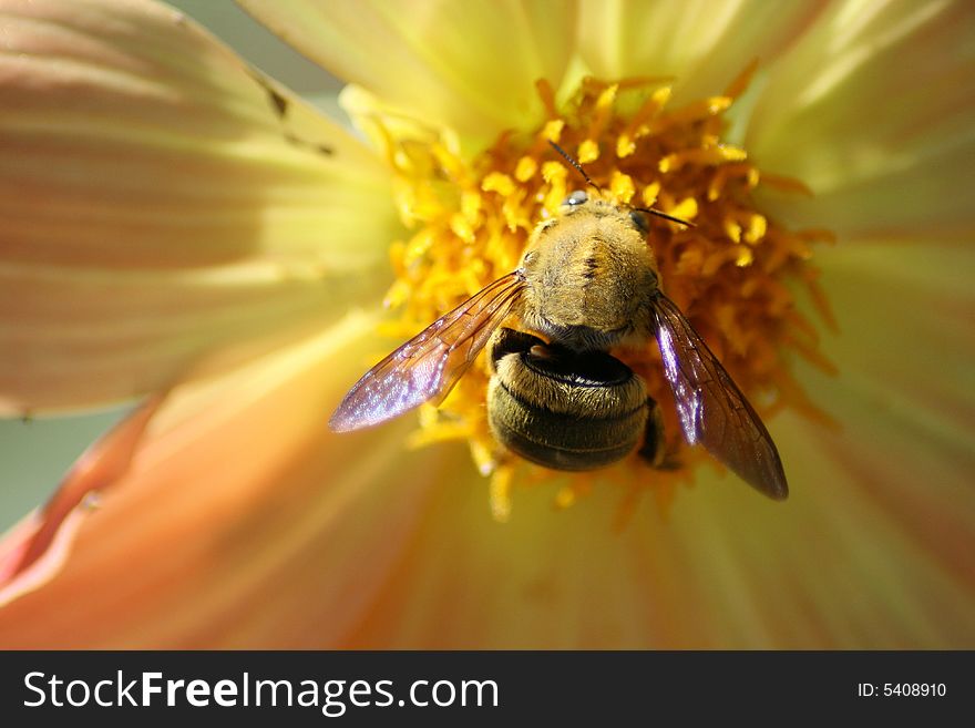 Bee on flower,was in my garden,and captured with Canon 400D and macro lens-Tamron!. Bee on flower,was in my garden,and captured with Canon 400D and macro lens-Tamron!