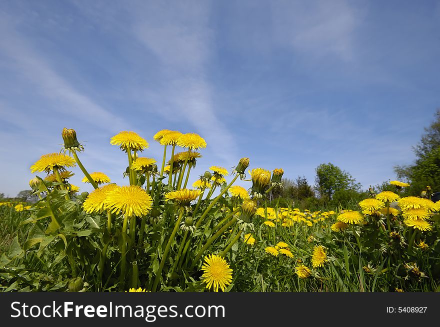 Dandelion Flowers