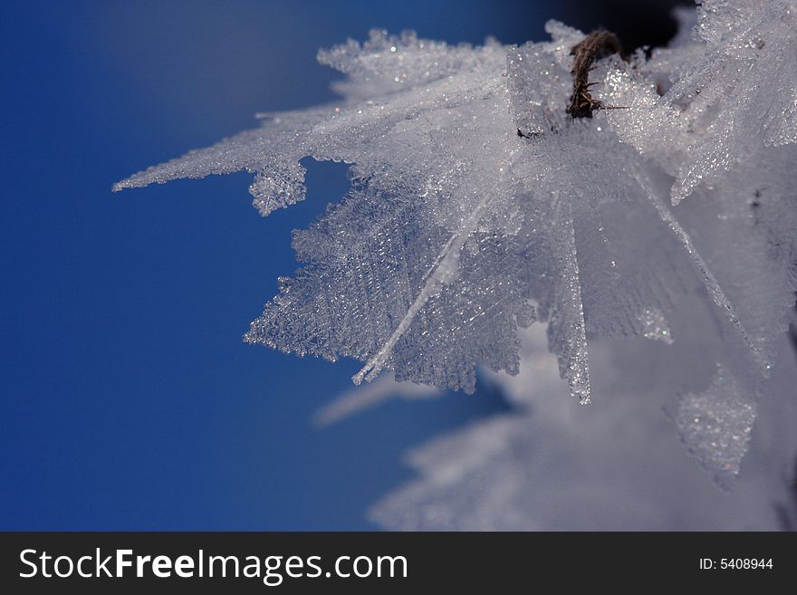 Icy Leaves