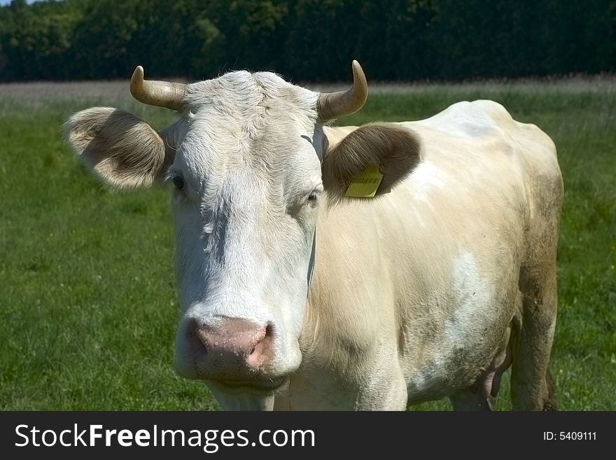 Cow looks at you. it grazes on meadow