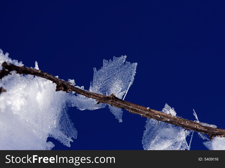 Wonderful weather phenomenon: at macro ice crystal looks like leaves. Wonderful weather phenomenon: at macro ice crystal looks like leaves