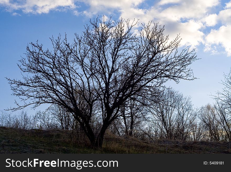 Non-urban lanscape with leafless trees. Non-urban lanscape with leafless trees