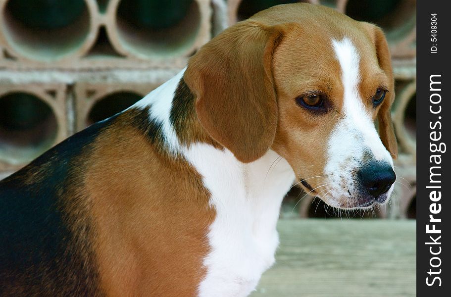 A portrait of cute beagle dog