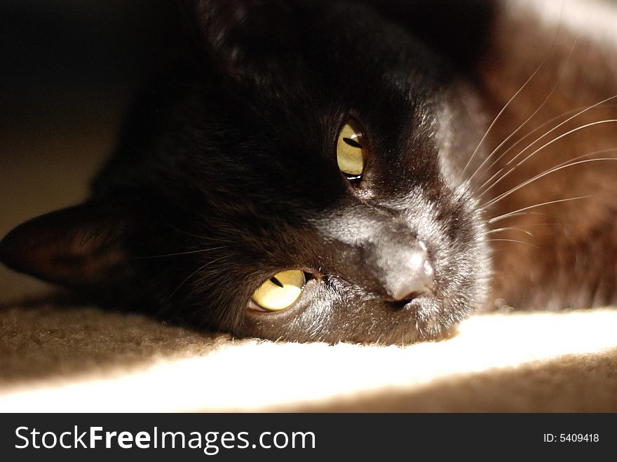 Black cat close up on face, resting head on carpet. Black cat close up on face, resting head on carpet