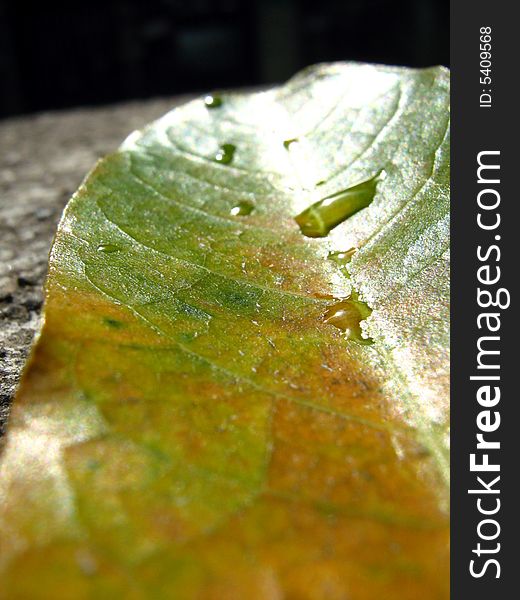 Yellow and Green colored leaf with droplets of water