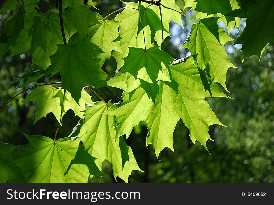 Backlit green maple leaves in summer forest. Backlit green maple leaves in summer forest