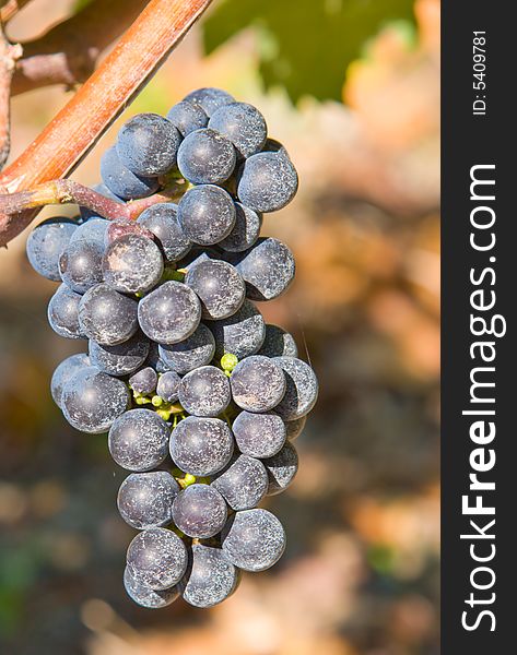 Grape Cluster On A Vine