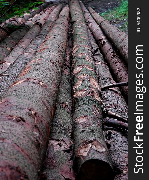 Wooden logs in forest close to Aachen