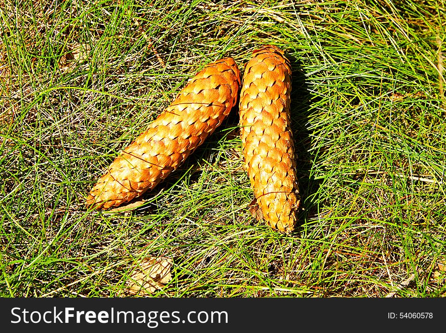 Pine cones lying in the grass