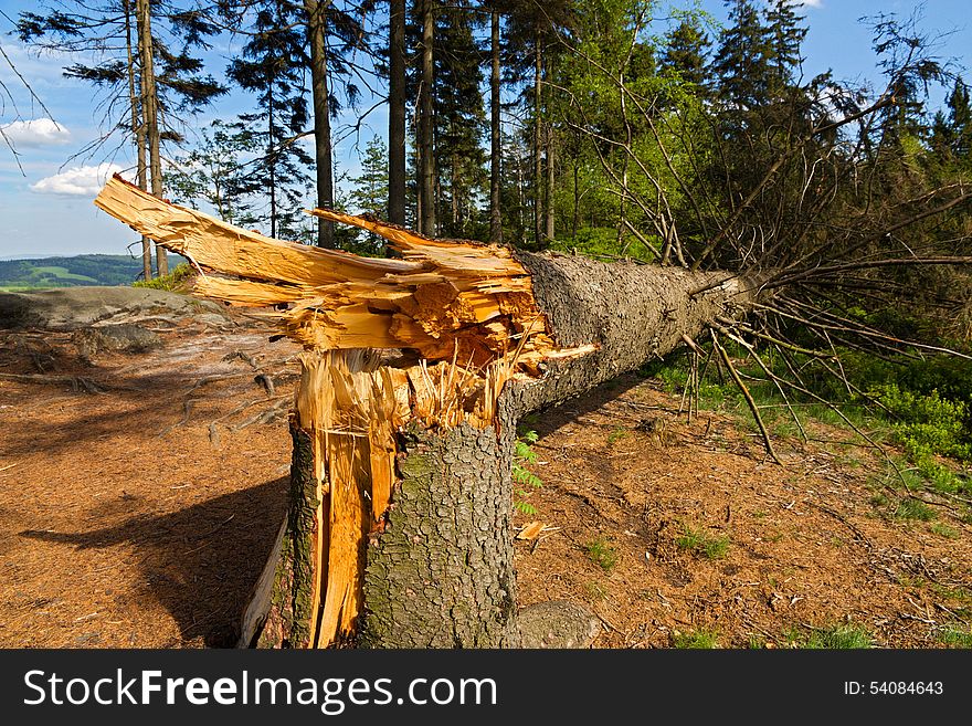 Tree broken and crushed by serious windstorm, broken tree in the forest in sunny weather. Tree broken and crushed by serious windstorm, broken tree in the forest in sunny weather