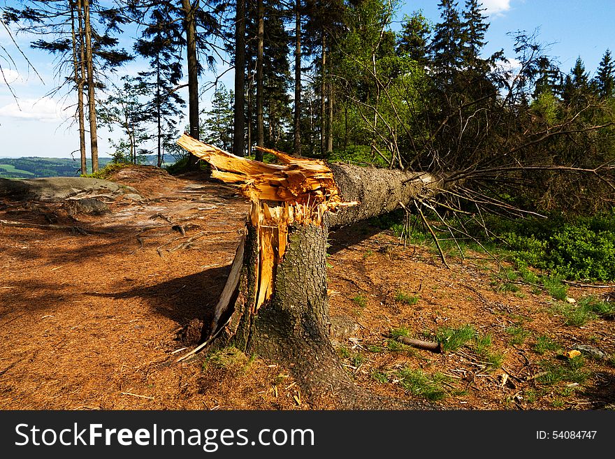 Tree broken and crushed by serious windstorm, broken tree in the forest in sunny weather. Tree broken and crushed by serious windstorm, broken tree in the forest in sunny weather