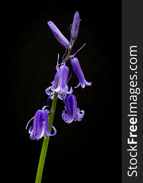 A solitary stem of a bluebell plant showing the bluebells flowers against a black background