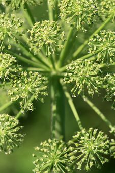 Free Plant Stock Photos - 5410273