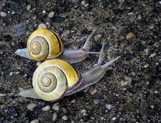 Snails Race Pace Royalty Free Stock Photos