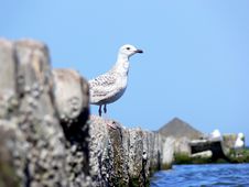 Sea Gull Royalty Free Stock Images