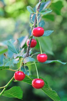 Sour Red Cherry Stock Photos Sour Red Cherry Stock Photos