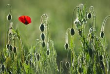 One Poppy Royalty Free Stock Photo One Poppy Royalty Free Stock Photo