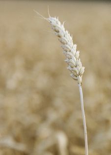 Wheat Stalk Stock Photography Wheat Stalk Stock Photography