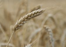 Wheat Stalk Stock Images Wheat Stalk Stock Images