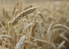 Wheat Stalk Royalty Free Stock Photos Wheat Stalk Royalty Free Stock Photos