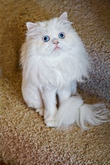 White Pet Cat Stock Photo